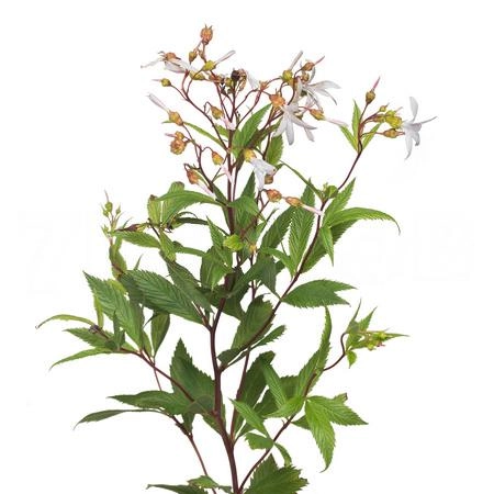 Gillenia trifoliata