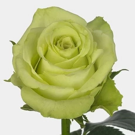 Rose pistacho