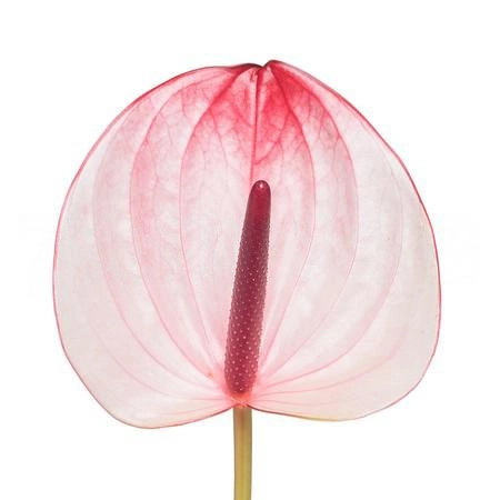 Anthurium maxima elegancia | Wholesale flowers, plants and supplies Anthurium maxima elegancia