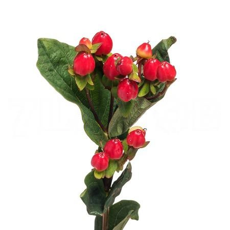 Hypericum magical triumph | Wholesale flowers, plants and supplies Hypericum magical triumph