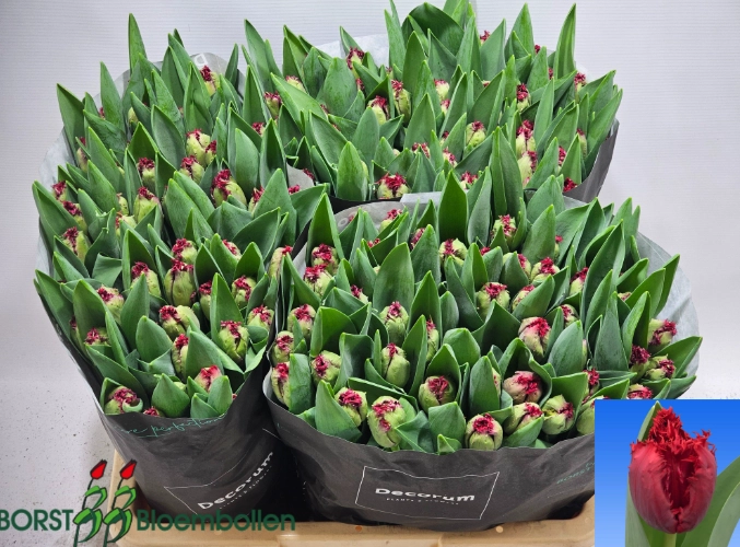 Tulip fringed pearl harbor
