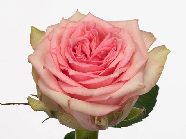 Rose sudoku