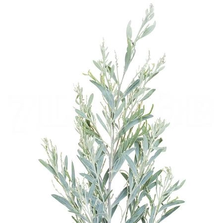 Mimosa hamburiana green