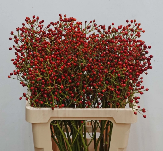 Rose rose hip cascade