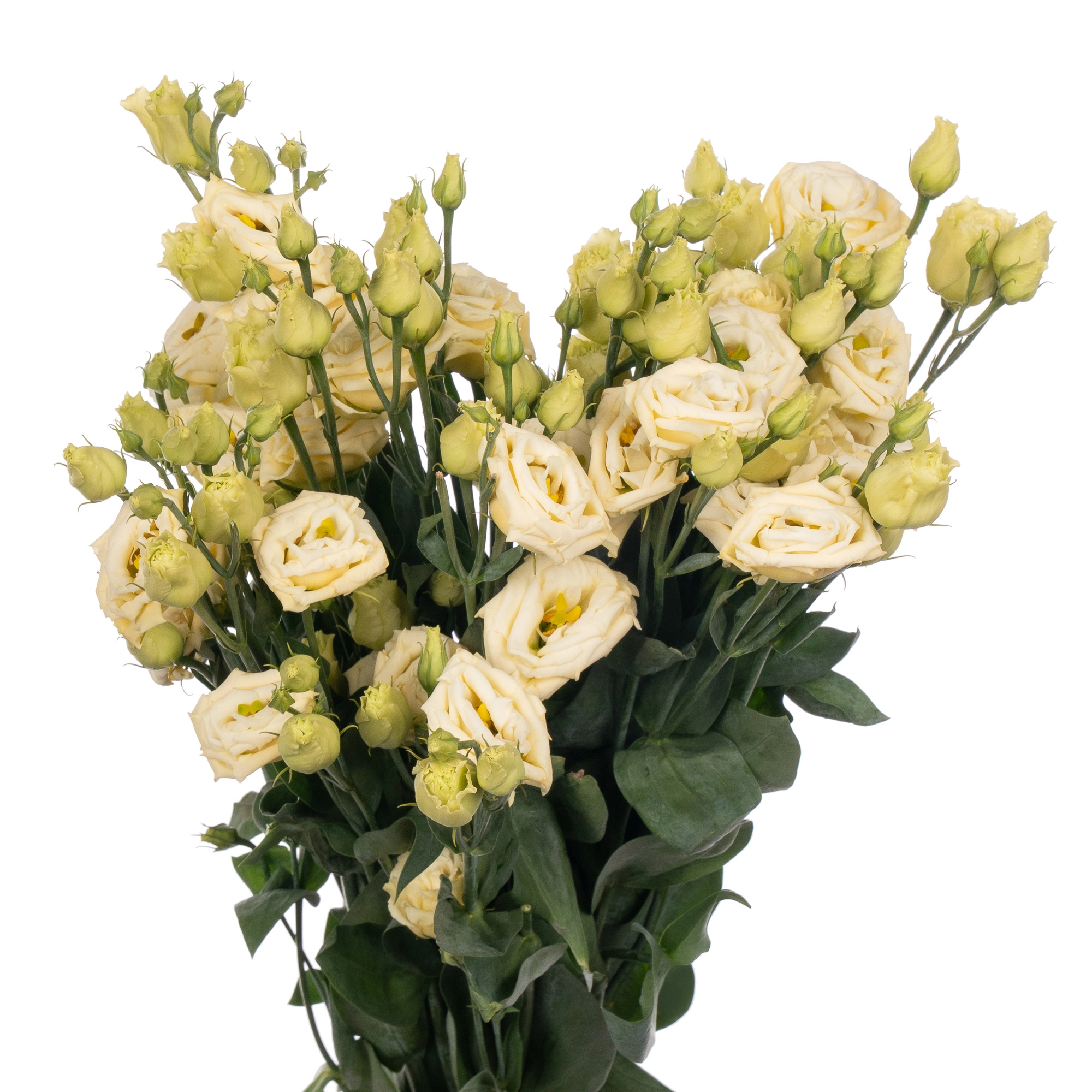 Eustoma double rosita yellow
