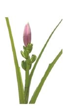 Musa Dwarf linda large | Wholesale flowers, plants and supplies Musa Dwarf linda large