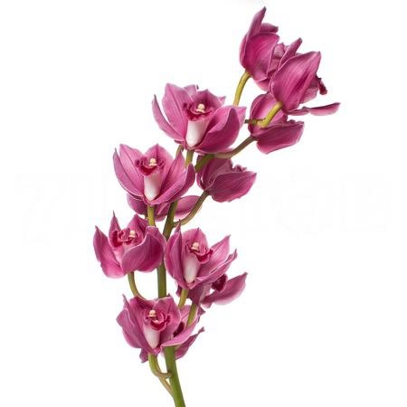 Cymbidium valentine