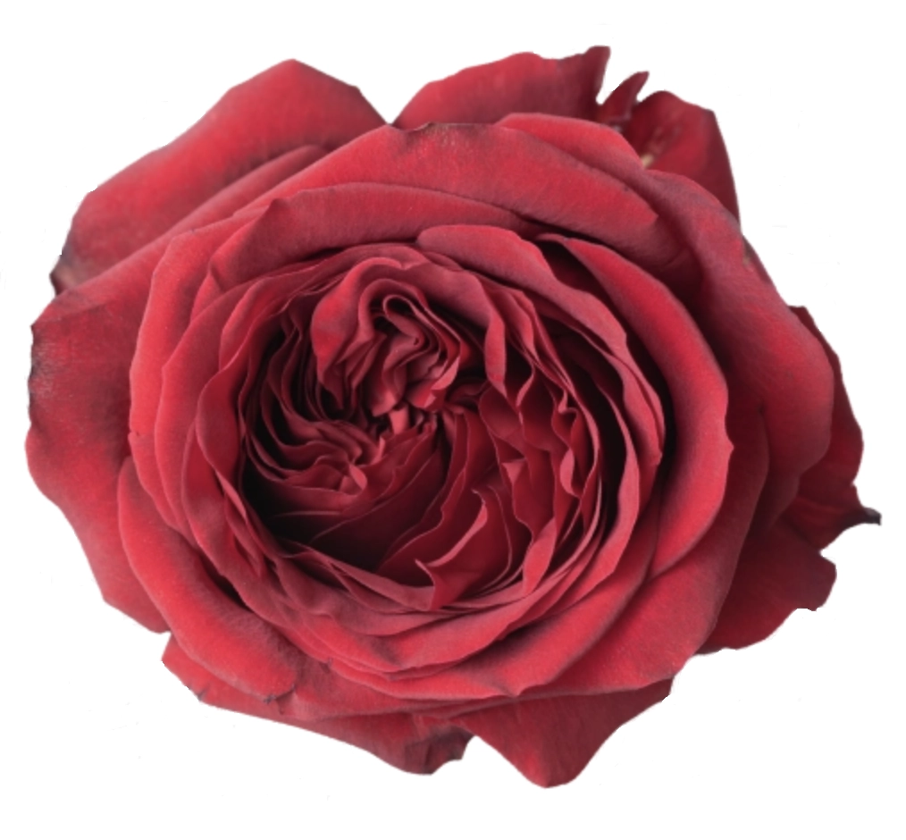 Rose red expression