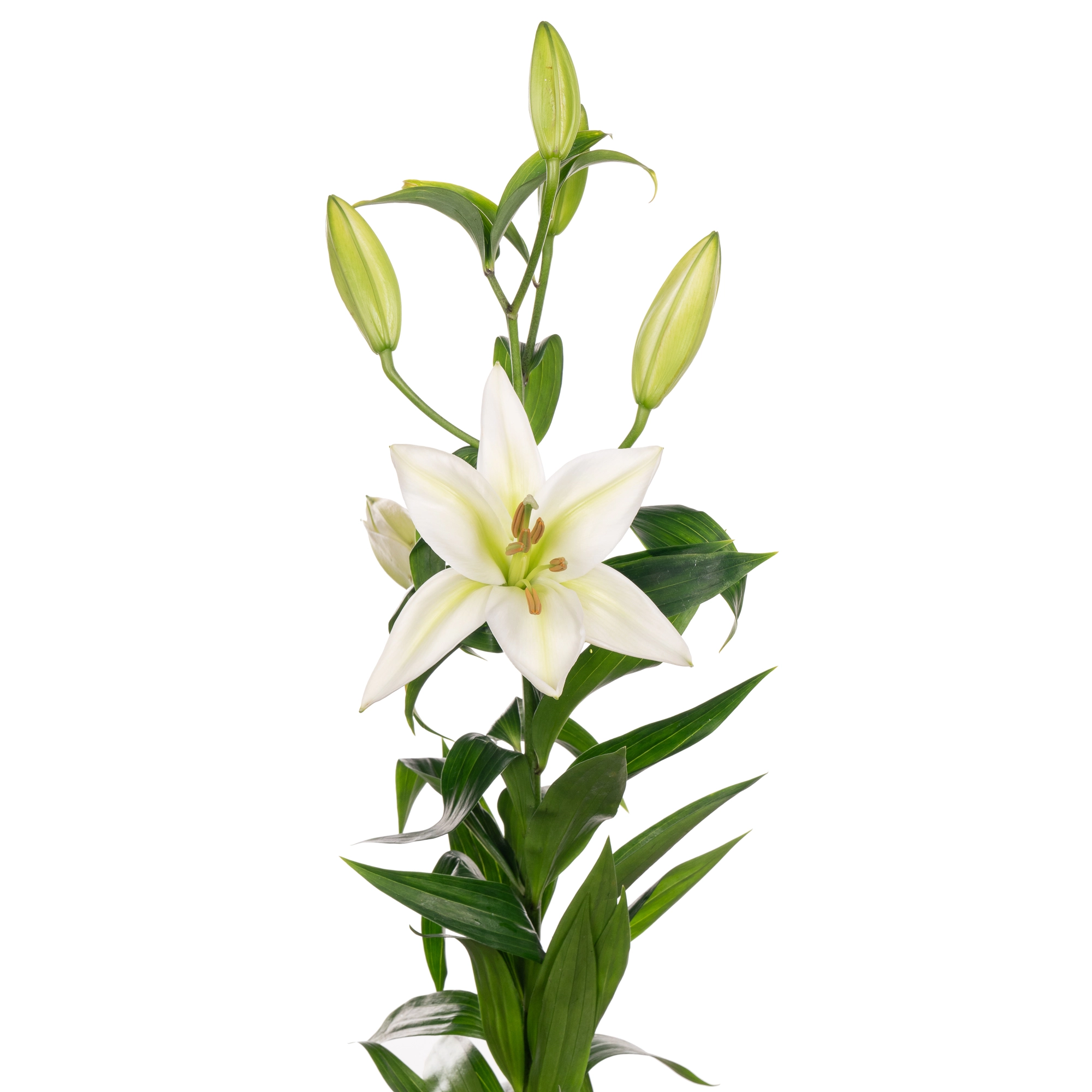 Lilium ot zambesi