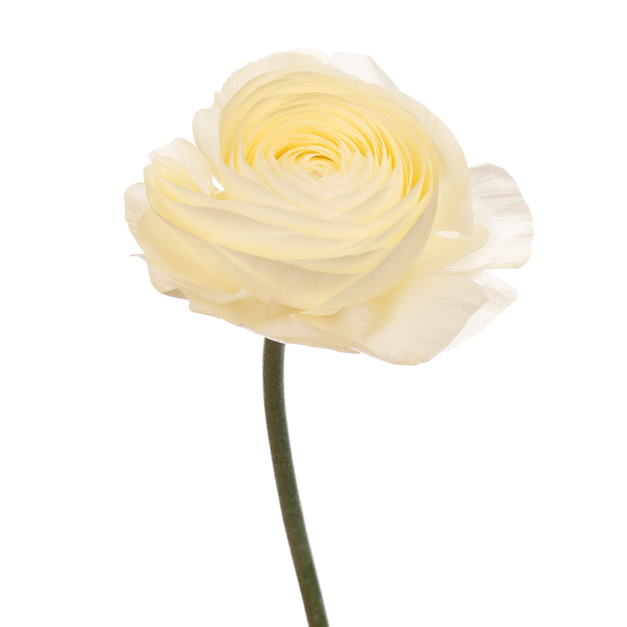 Ranunculus clooney vaniglia