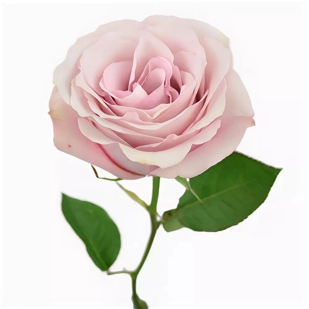Rose secret garden!