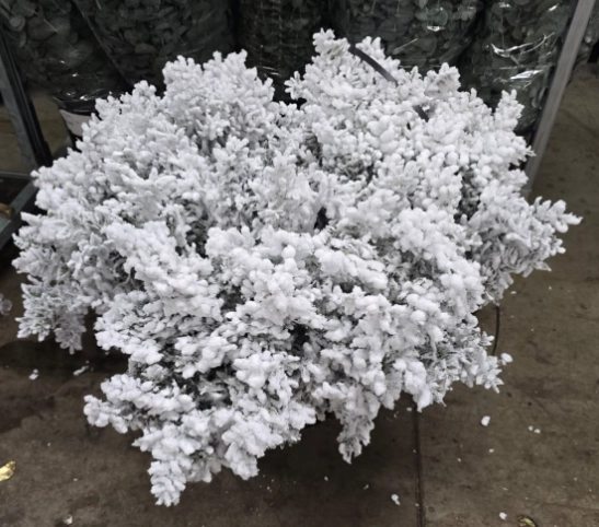 Blad Ruscus white snow