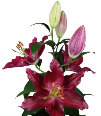 Lilium or pico