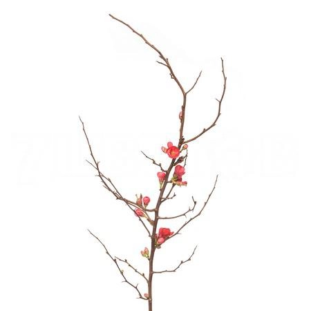 Branch Chaenomeles superba