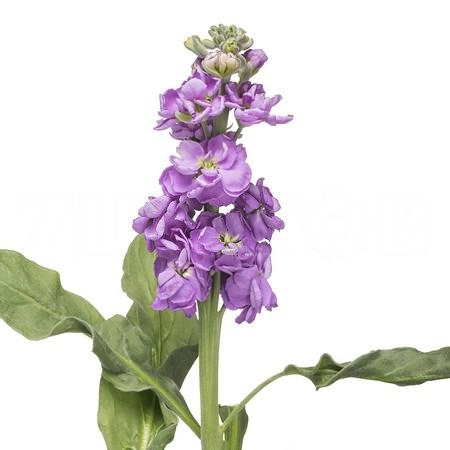 Matthiola blue | Wholesale flowers, plants and supplies Matthiola blue