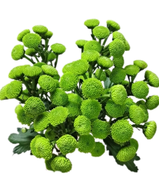 Chrysanthemum santini green forest