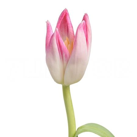 Tulip enkel bolroyal pink