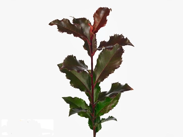 Blad Photinia magical volcano