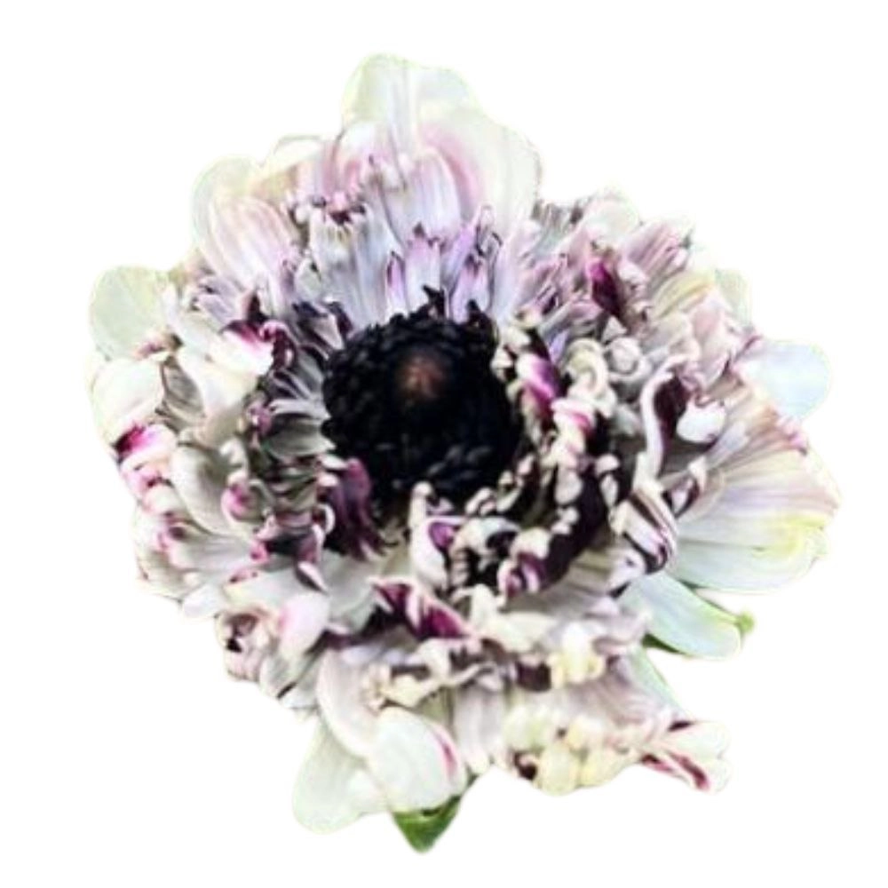 Ranunculus asiaticus abies