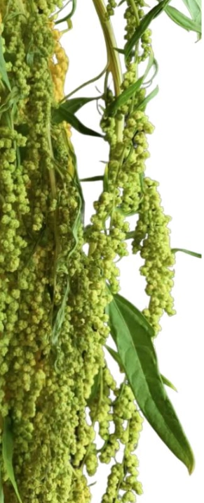 Amaranthus djulis green