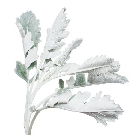 Senecio