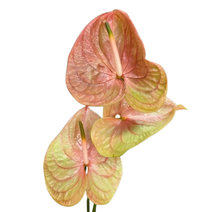 Anthurium cognac