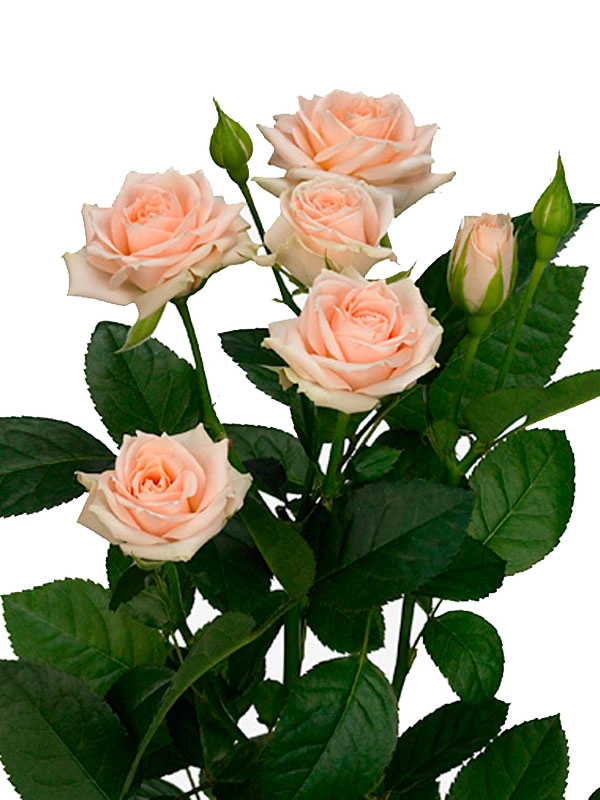 Rose spray cream irischka | Wholesale flowers, plants and supplies Rose spray cream irischka
