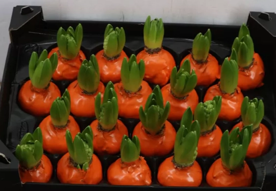 Wax Hyacinth oranje