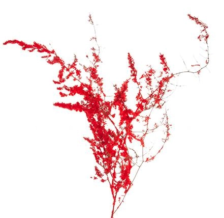 Blad Asparagus wild flock red