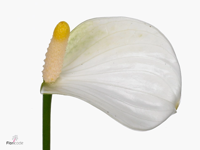 Anthurium love white imp