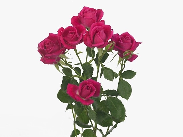 Rose spray alisia