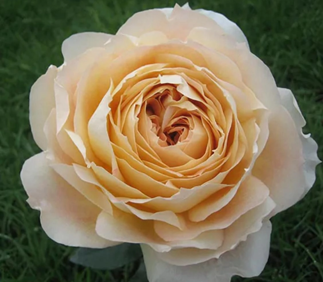 Rose caramel antique | Wholesale flowers, plants and supplies Rose caramel antique