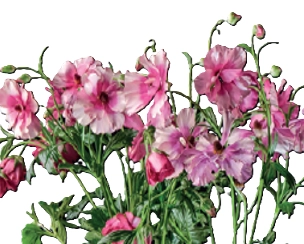 Ranunculus raspberyl