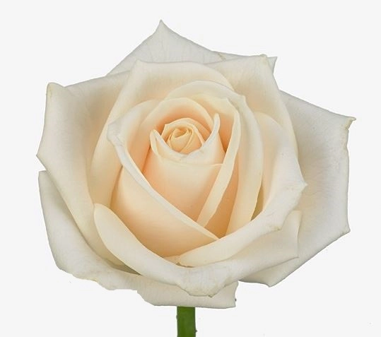 Rose vendela