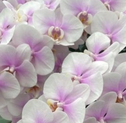 Phalaenopsis okayama
