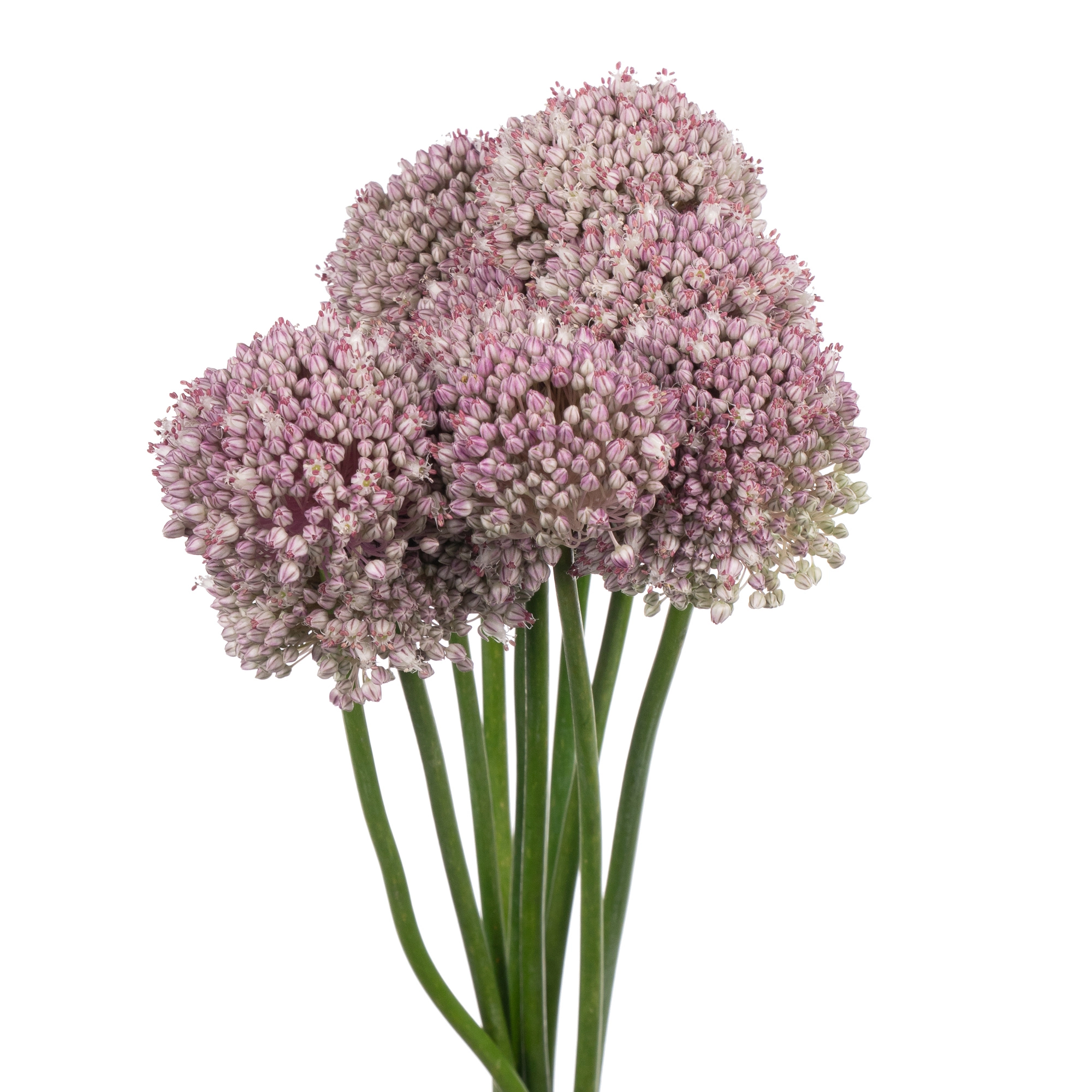 Allium ampeloprasum | Wholesale flowers, plants and supplies Allium ampeloprasum
