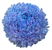 Chrysanthemum tinted azure