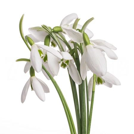 Galanthus nivalis