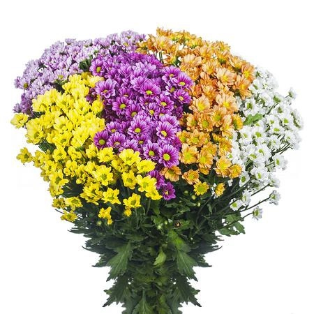 Chrysanthemum santini madiba mix rainbow