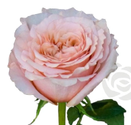 Rose fascination | Wholesale flowers, plants and supplies Rose fascination