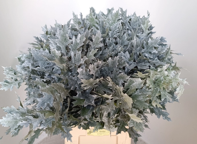 Blad Quercus rubra dyed silver