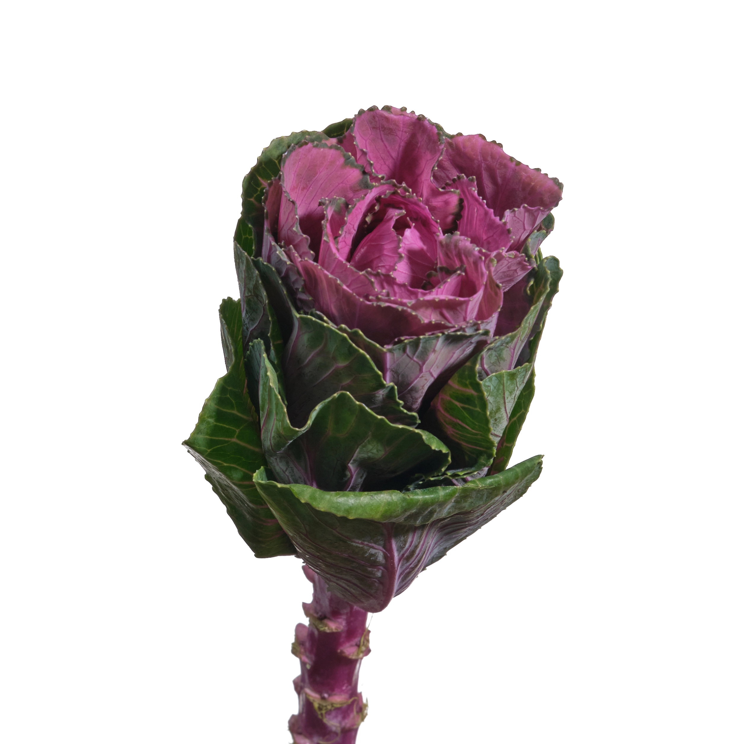 Brassica red crane