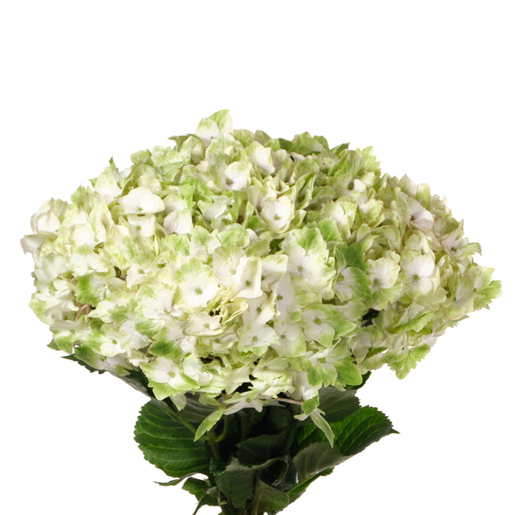 Hydrangea magical noblesse | Wholesale flowers, plants and supplies Hydrangea magical noblesse