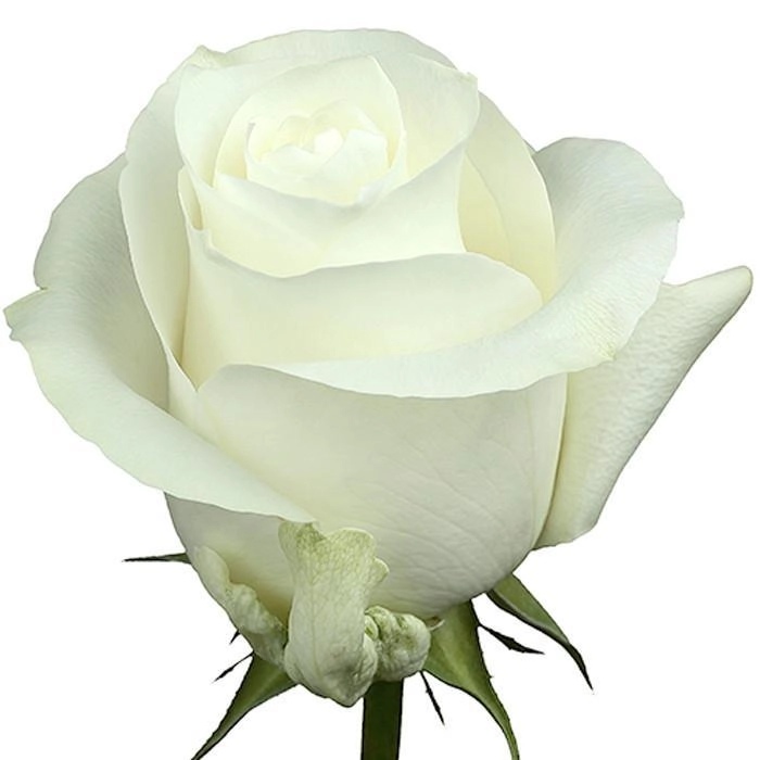Rose proud | Wholesale flowers, plants and supplies Rose proud