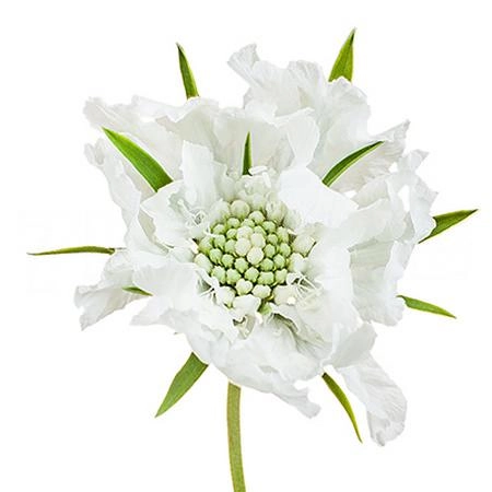 Scabiosa annabelle