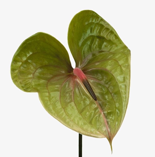 Anthurium pistache