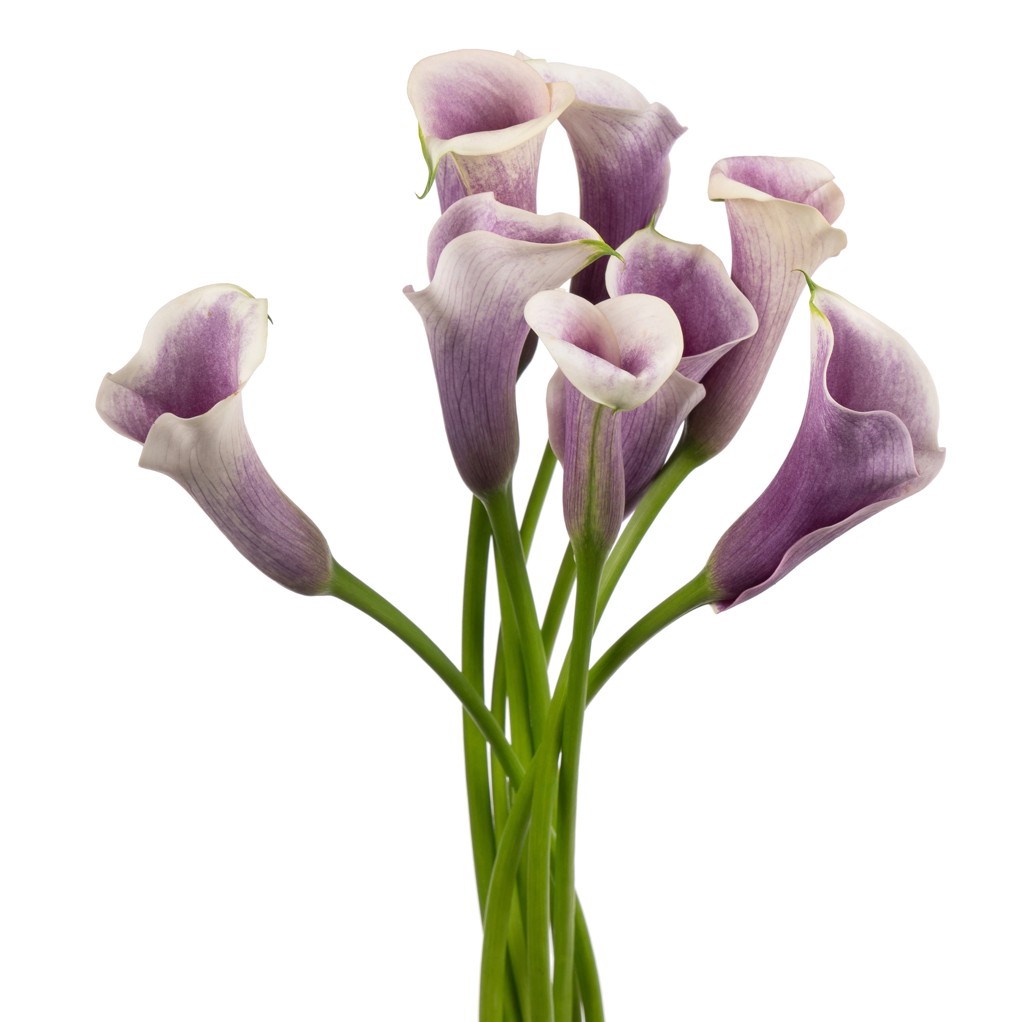 Zantedeschia picasso