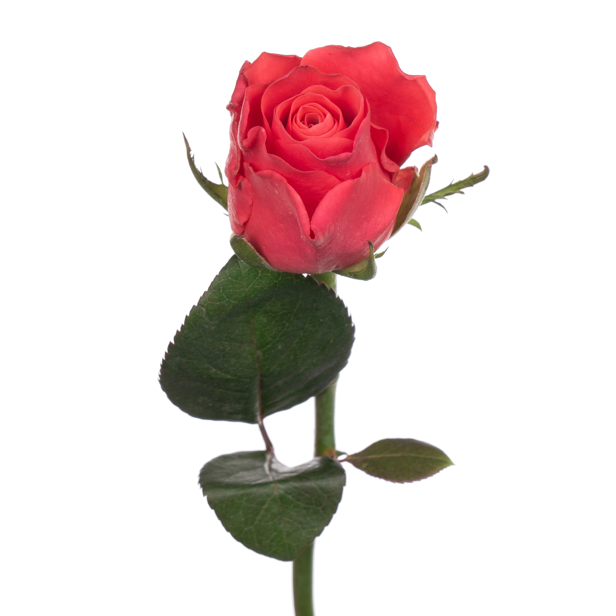 Rose pink tacazzi+ | Wholesale flowers, plants and supplies Rose pink tacazzi+