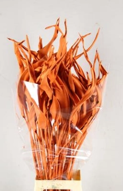 Blad Strelitzia orange