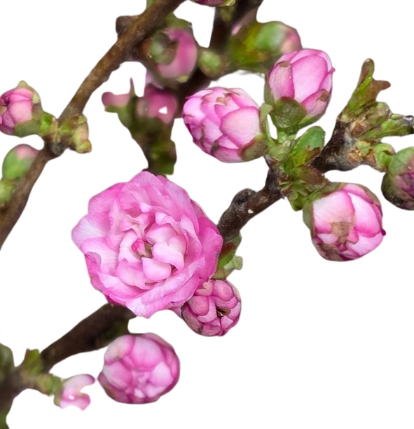 Branch Prunus Persica pink